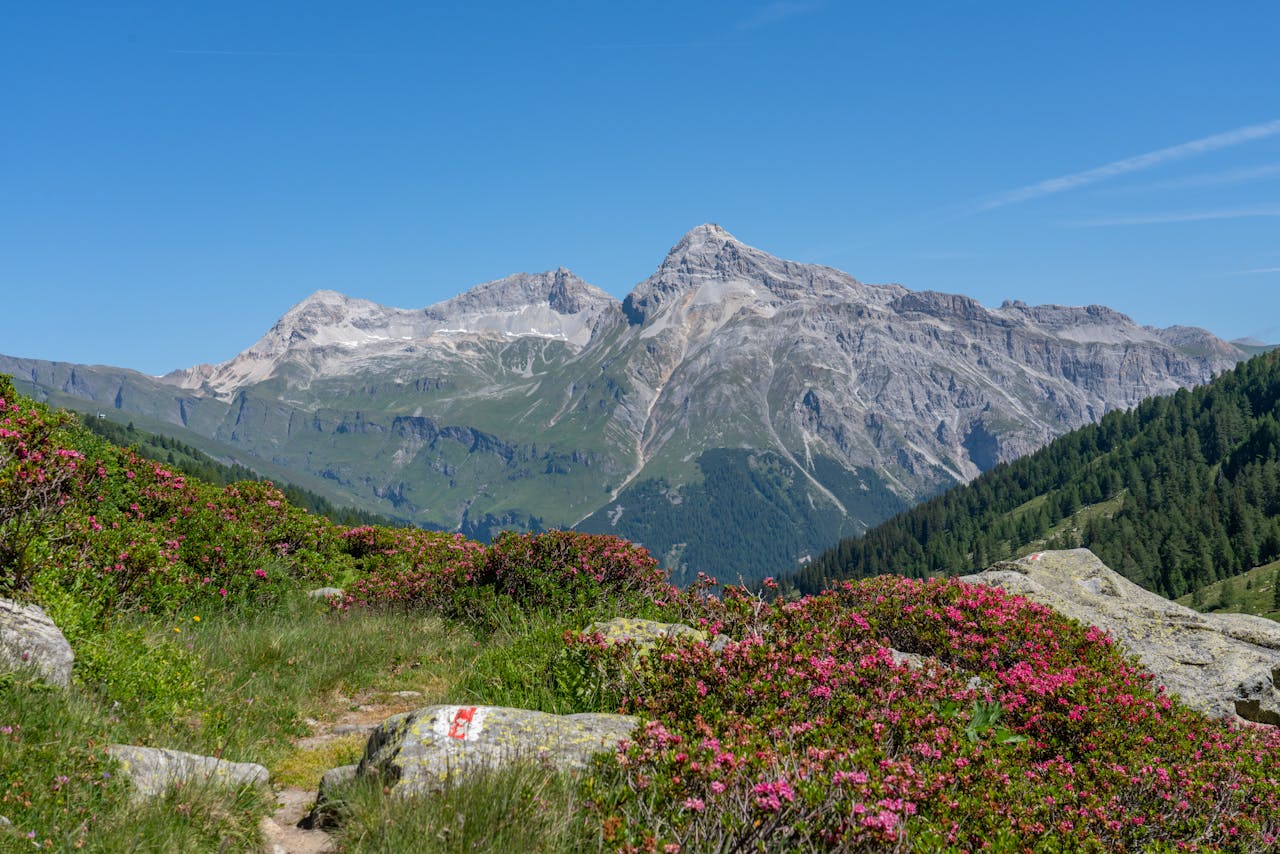 Stunning view of alpine mountains and vibrant flowers under a clear blue sky.